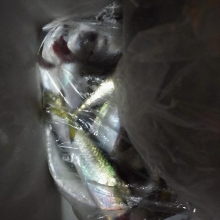 夜釣り、太刀魚はいない。