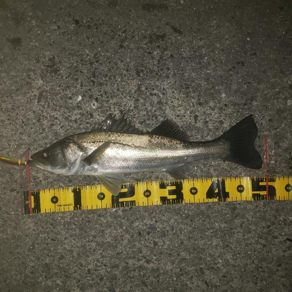 朝からナイス～スズキさん！