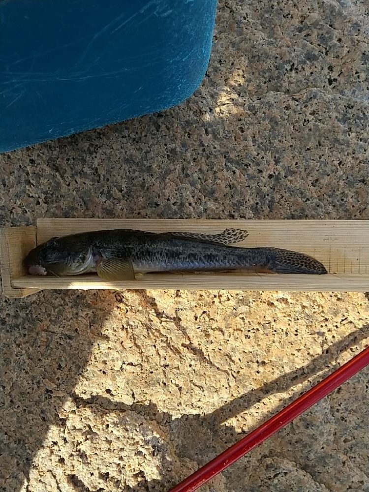 ハゼ釣り～今日も今日とて