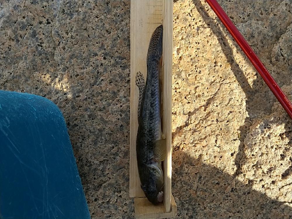 ハゼ釣り～今日も今日とて