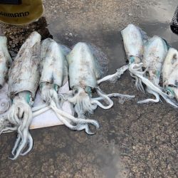 秋イカ最終にするか迷う