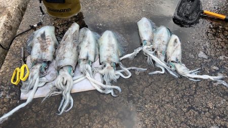 秋イカ最終にするか迷う