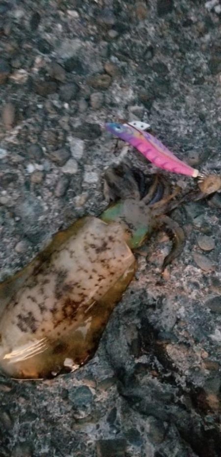 短時間エギング