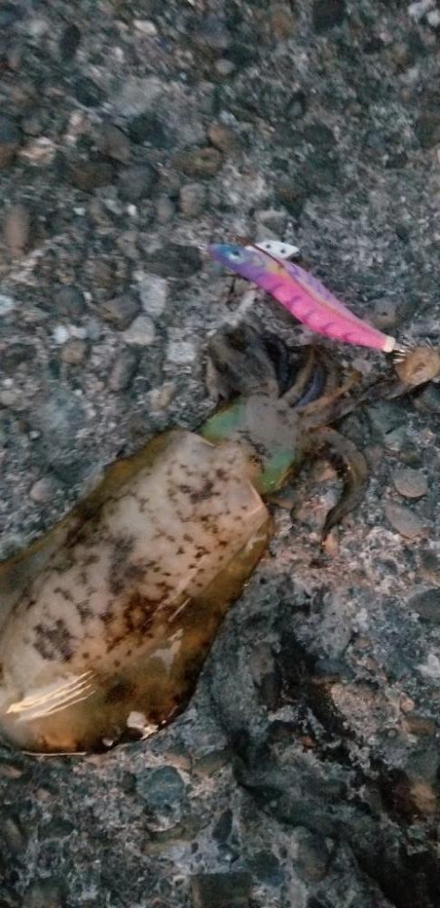 短時間エギング