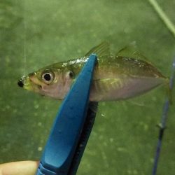 昨日のリベンジ！！！