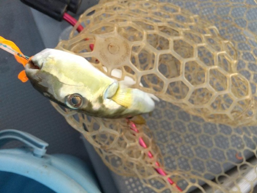 久々なジギング、タイラバ