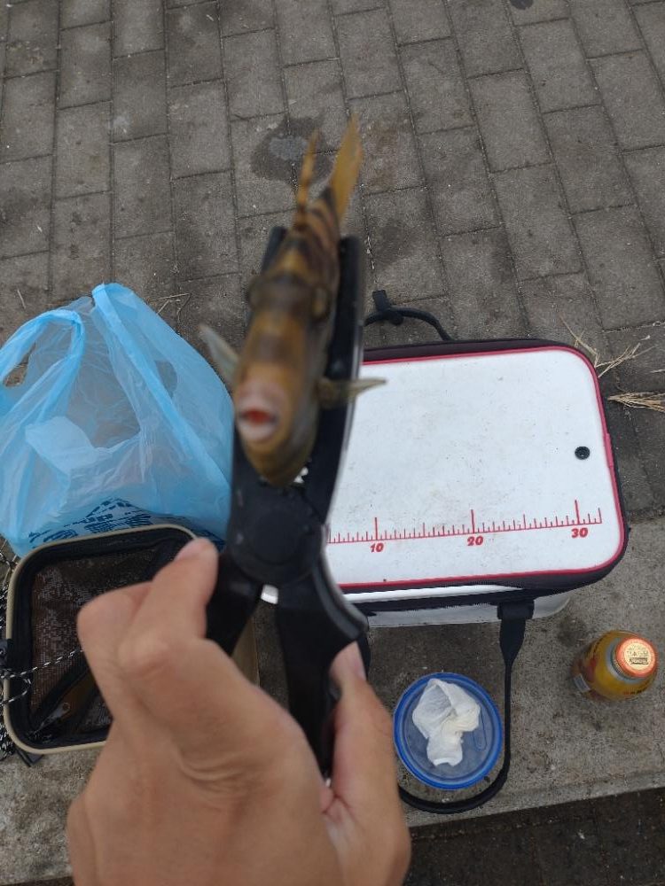 南港シーサイドコスモ