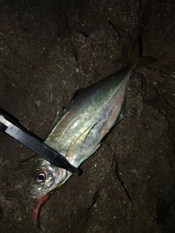 (尺アジ)フロートゲーム～