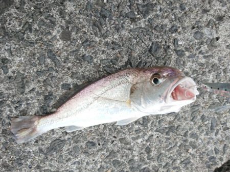 えっ❗コウイカ⁉️