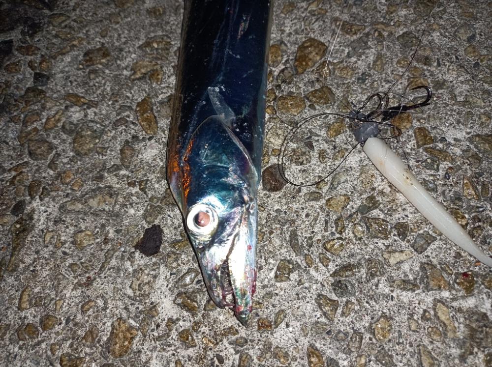 ワインドで太刀魚！