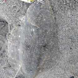 久々のショアジギで釣れたのは？