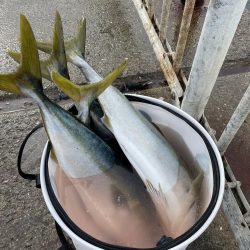 今日もメジロ連発