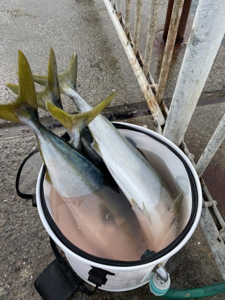 今日もメジロ連発