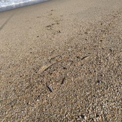 短時間サーフ釣行