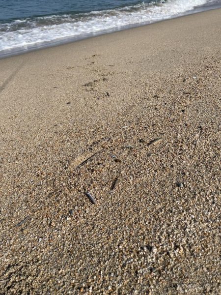 短時間サーフ釣行