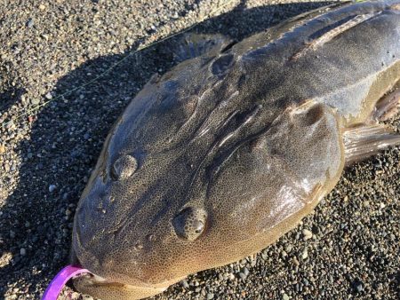 頭のでかさにびっくり