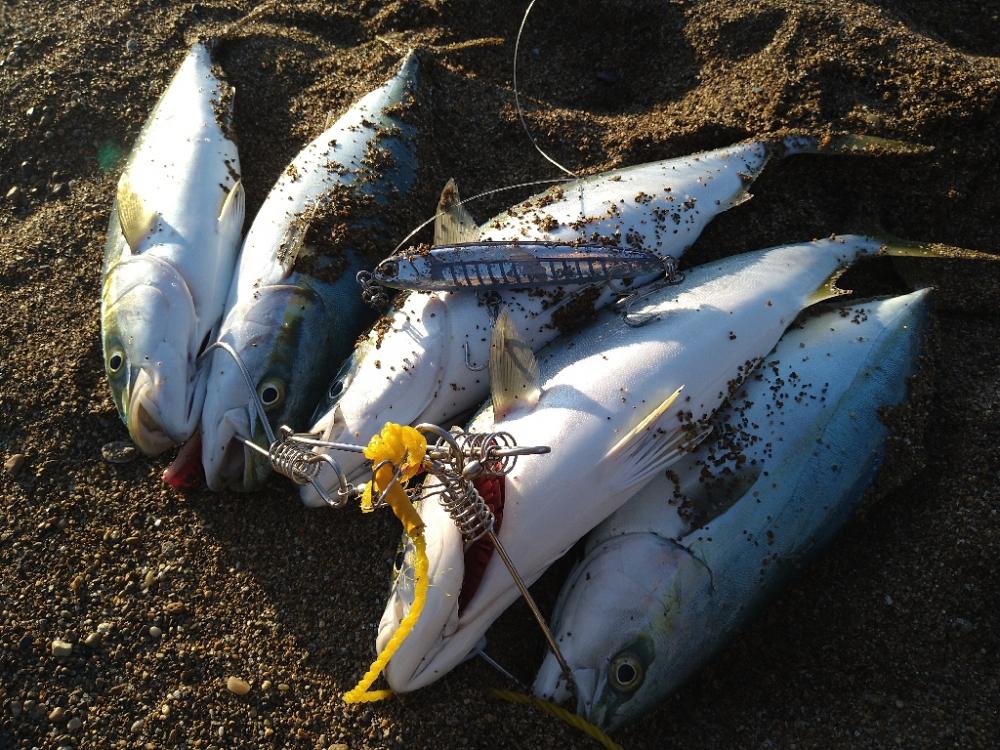 サーフでナブラ撃ち