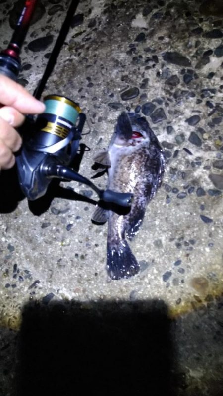 久々のルアーとキス釣り