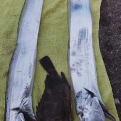 一歩間違えばボウズ