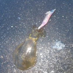 イカの気持ち９