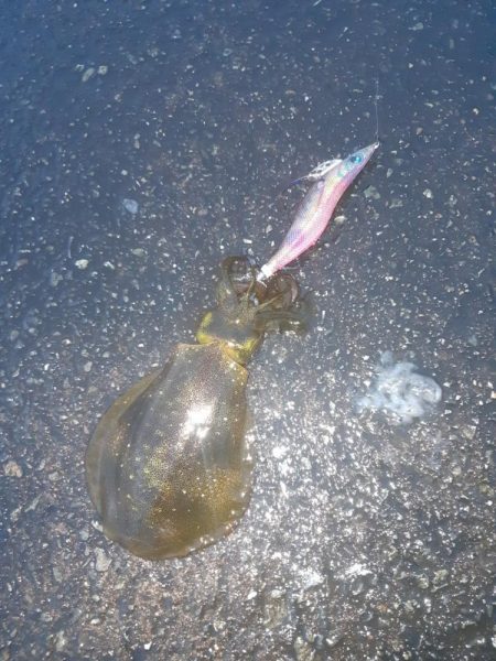 イカの気持ち９