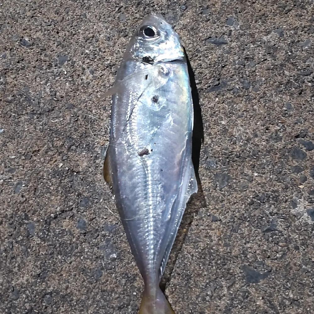 アジ探し@丹後半島