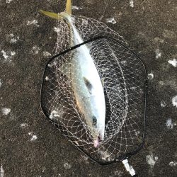 もう少しでブリ