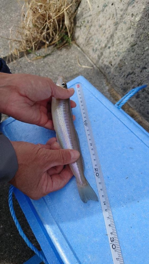 港内キス．カレイ