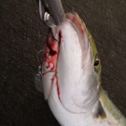 ショアジギングで鰤足らず