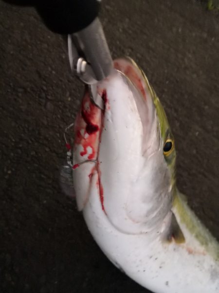 ショアジギングで鰤足らず