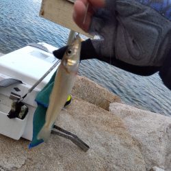 室津のキス釣り