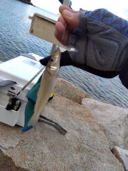 室津のキス釣り