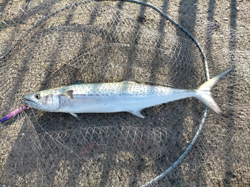 今日はサゴシでした ☺