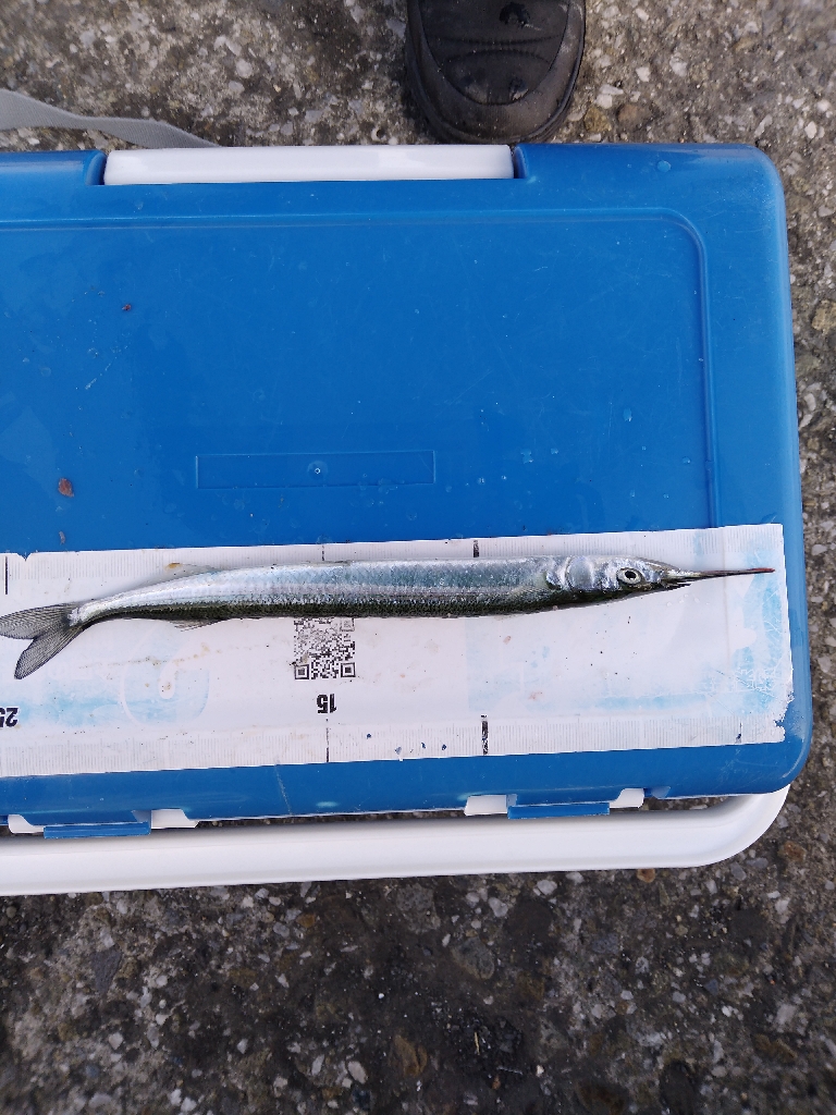 大きくなりました