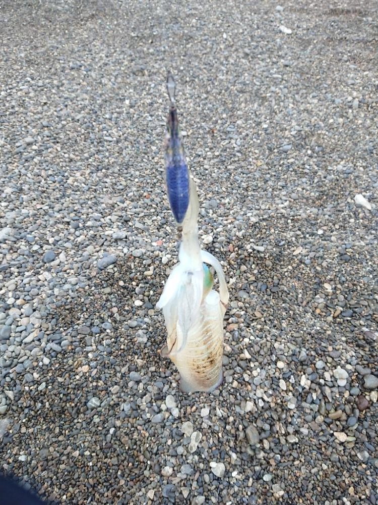 サーフエギング