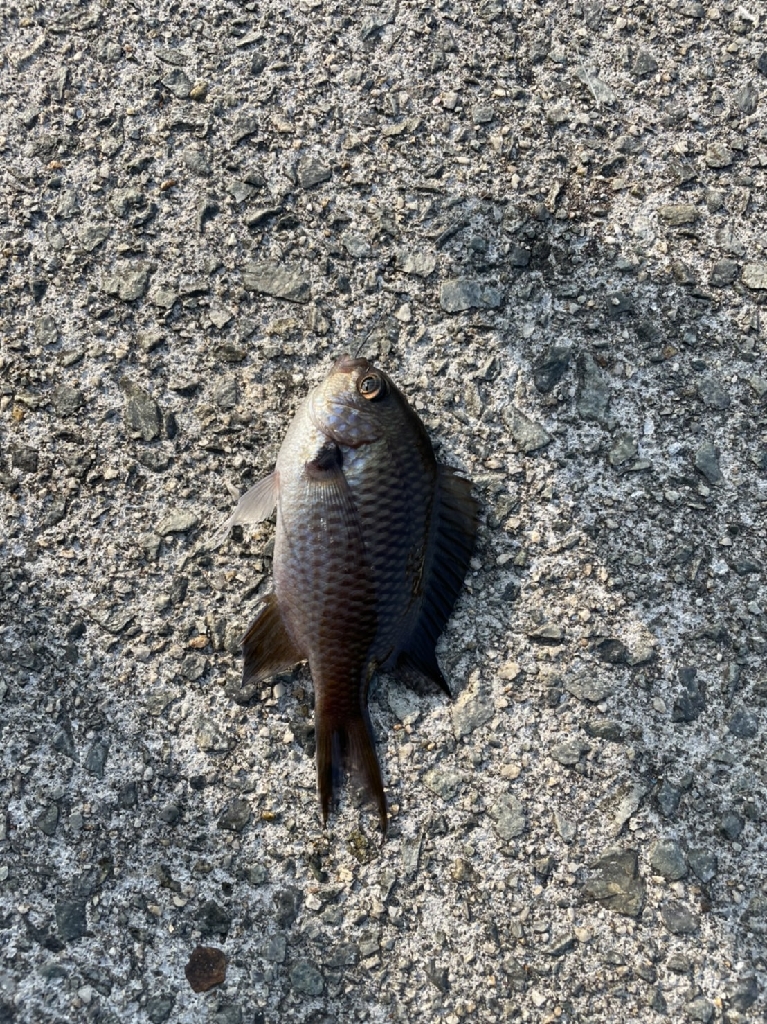 今シーズン最後かな