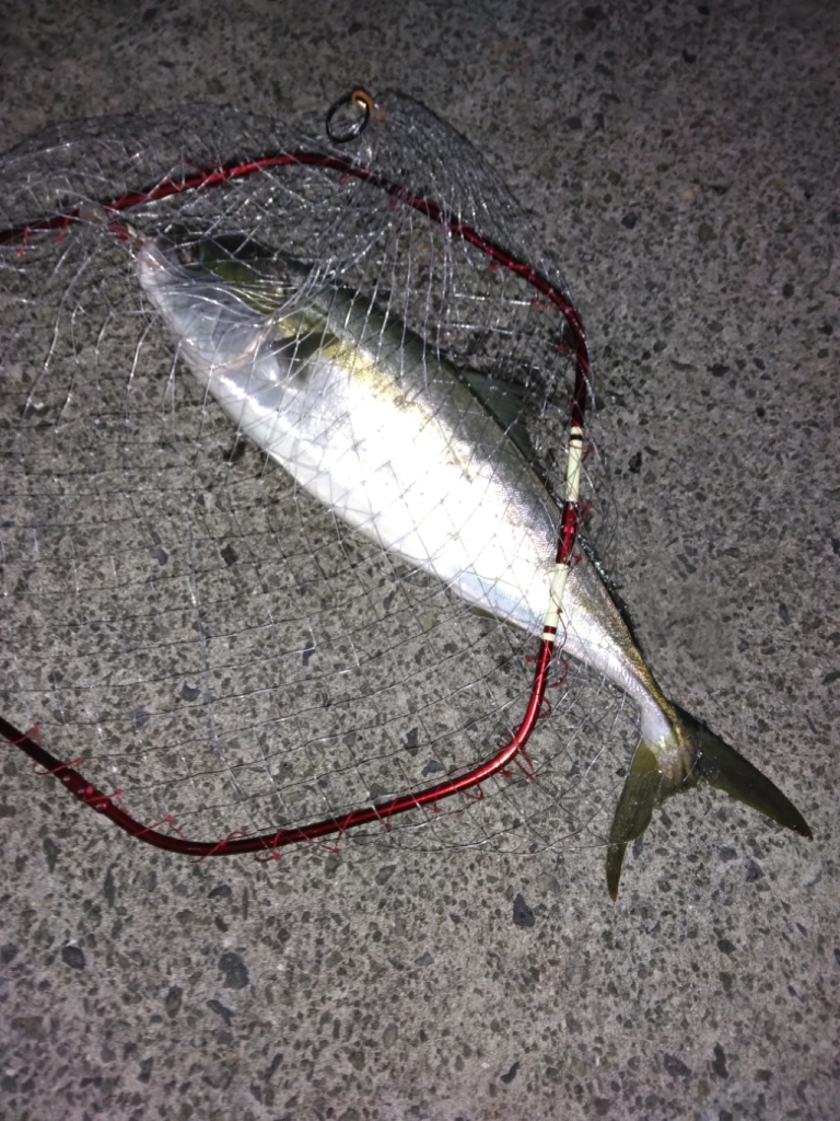 先週メジロ今週ブリ