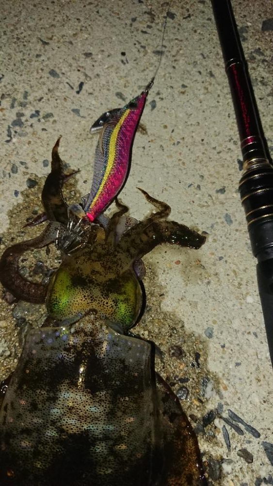 対馬エギング釣果