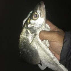 月食でもセイゴは釣れる?