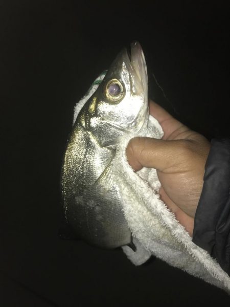 月食でもセイゴは釣れる?