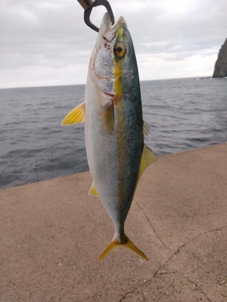 隠岐の島で沖一文字