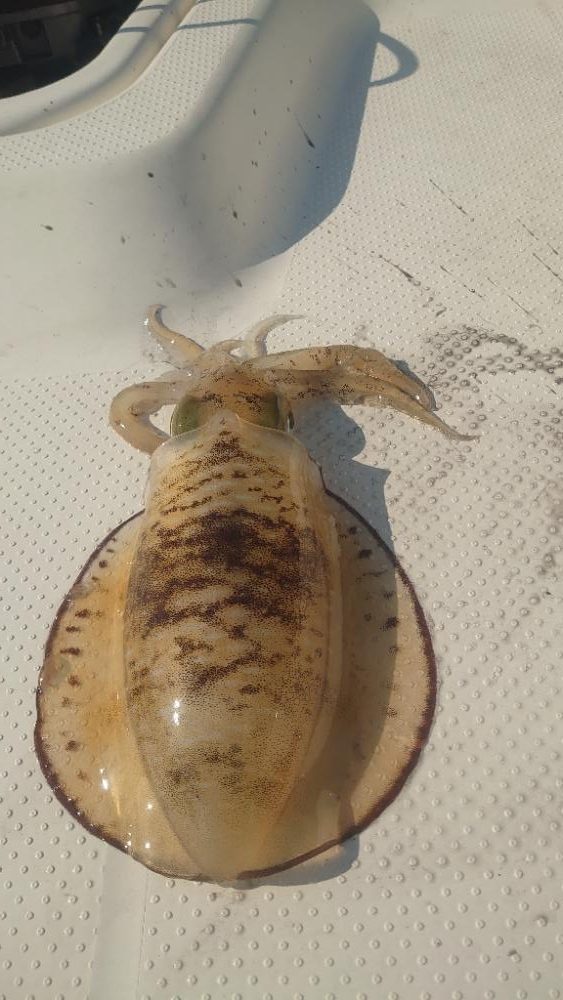 ラストボートエギング