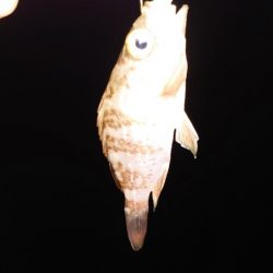 時間帯が難しいね