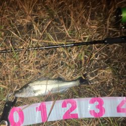 ソゲッちとチーバスでした。