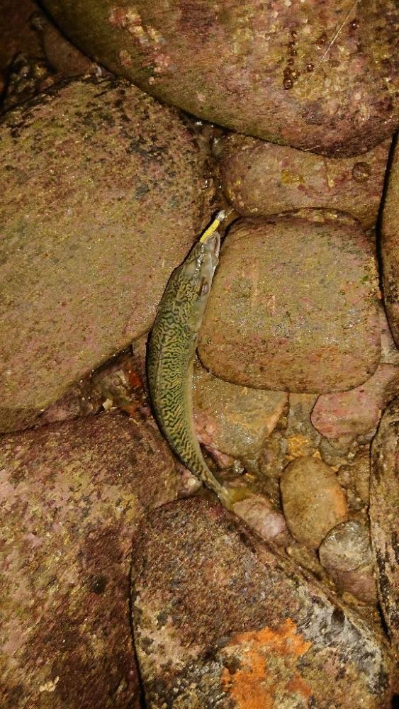 フロートアジング