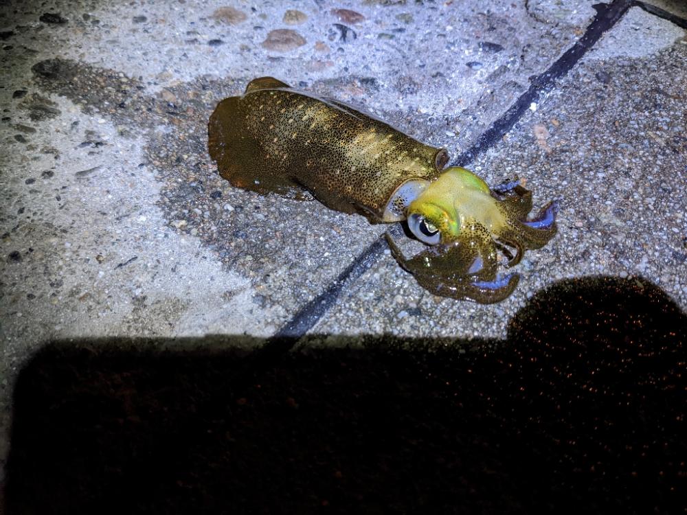 イカさん釣れるのナイトのみฅ-ω-ฅ…