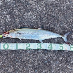 今日はサゴシ!!