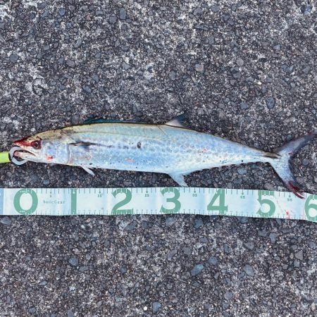 今日はサゴシ!!