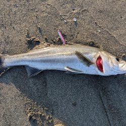 ルアーの動きを確認するだけだったのに。。。…