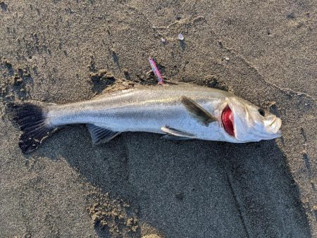 ルアーの動きを確認するだけだったのに。。。…